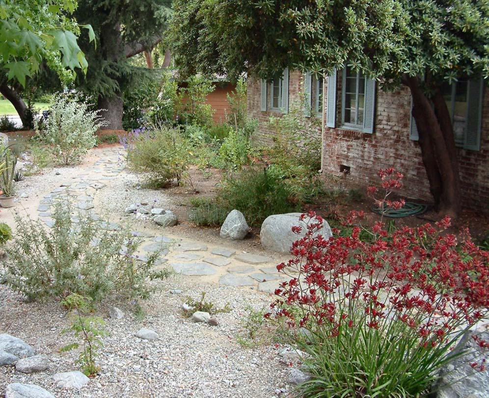 Path by the Kangaroo Paws