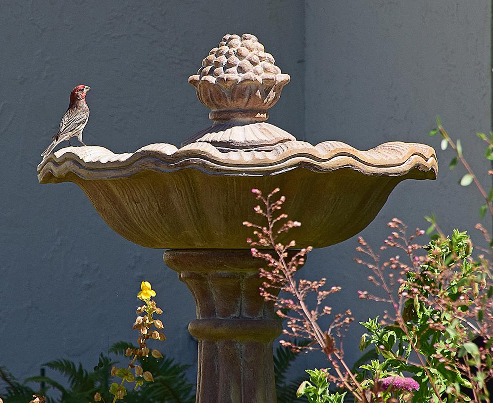 Birds Love Water Feature