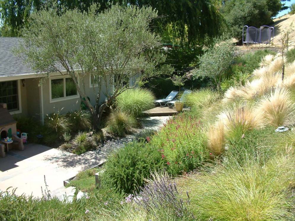 Grass and Shrub Hillside