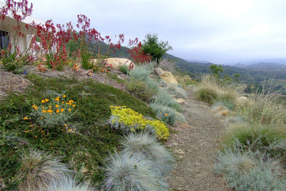 Mountain Beauty