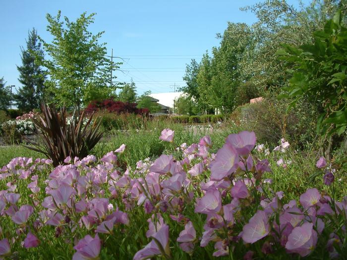 Plant photo of: Oenothera speciosa 'Rosea'