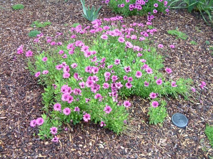 Plant photo of: Osteospermum fruticosum 'Pink'