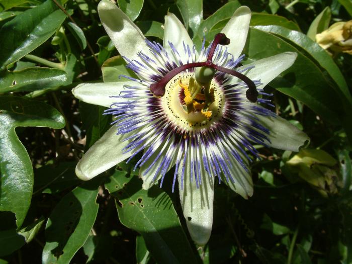 Plant photo of: Passiflora edulis