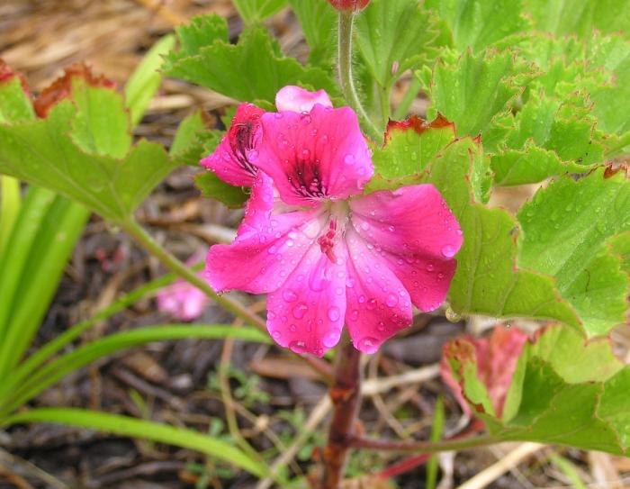 Plant photo of: Pelargonium domesticum