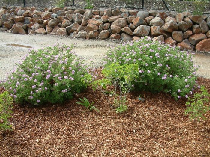 Plant photo of: Pelargonium graveolens