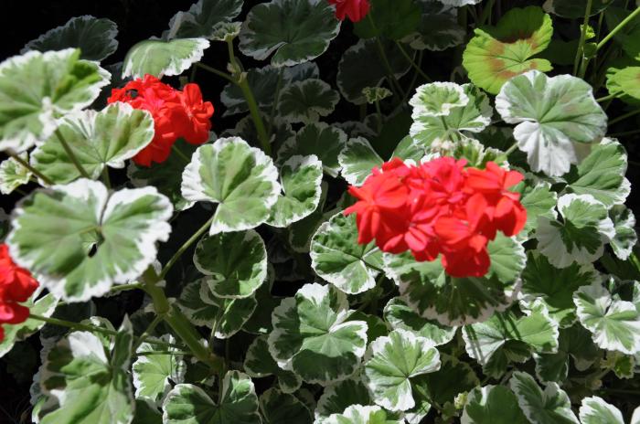 Plant photo of: Pelargonium X hortorum 'Wilhelm Langguth