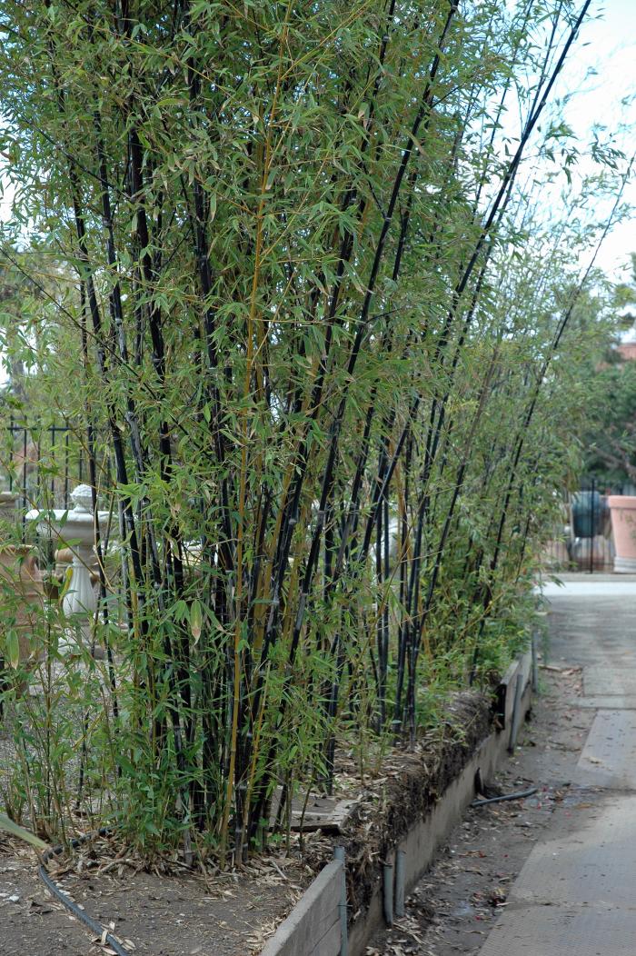 Plant photo of: Phyllostachys nigra