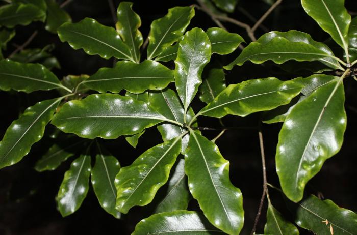 Plant photo of: Pittosporum eugenioides