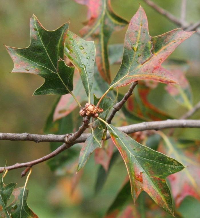 Plant photo of: Quercus ilicifolia