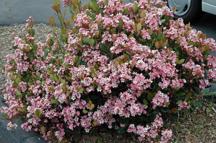 Pink Lady Rhaph or Indian Hawthorn