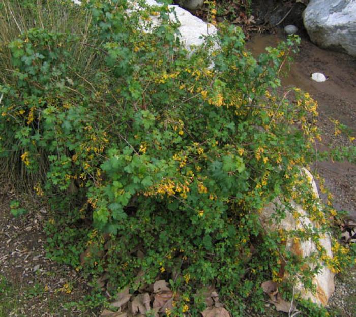 Ribes aureum var. gracillimum