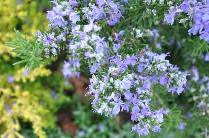 Plant photo of: Rosmarinus officinalis 'Ken Taylor'