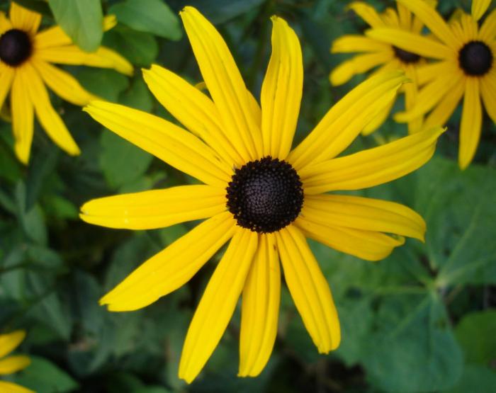 Plant photo of: Rudbeckia fulgida