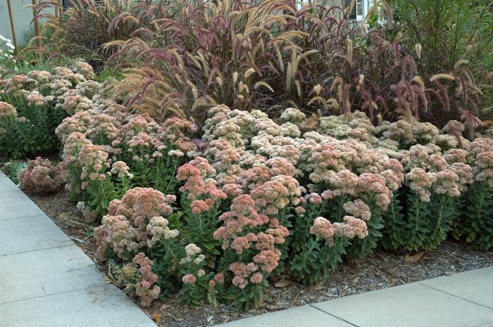 Plant photo of: Sedum 'Autumn Joy'