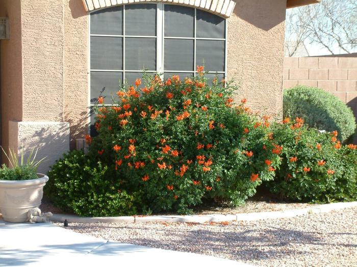 Plant photo of: Tecoma capensis