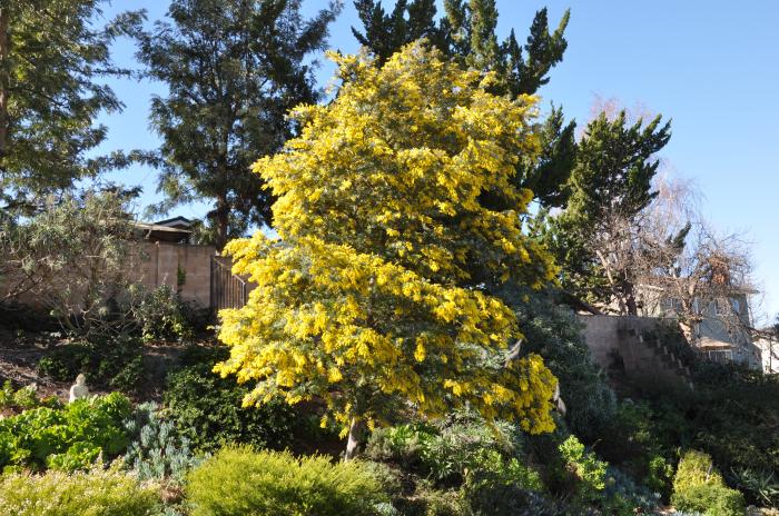 Fernleaf Acacia