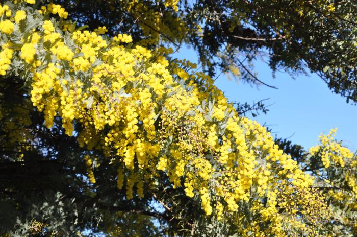 Plant photo of: Acacia baileyana