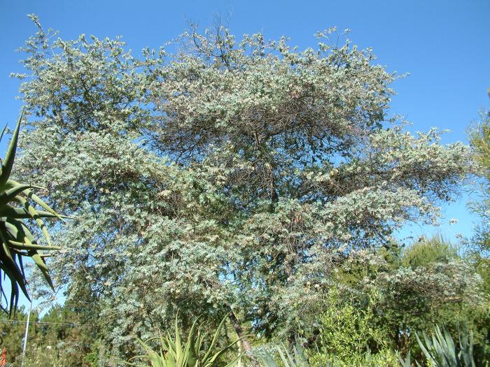 Plant photo of: Acacia baileyana