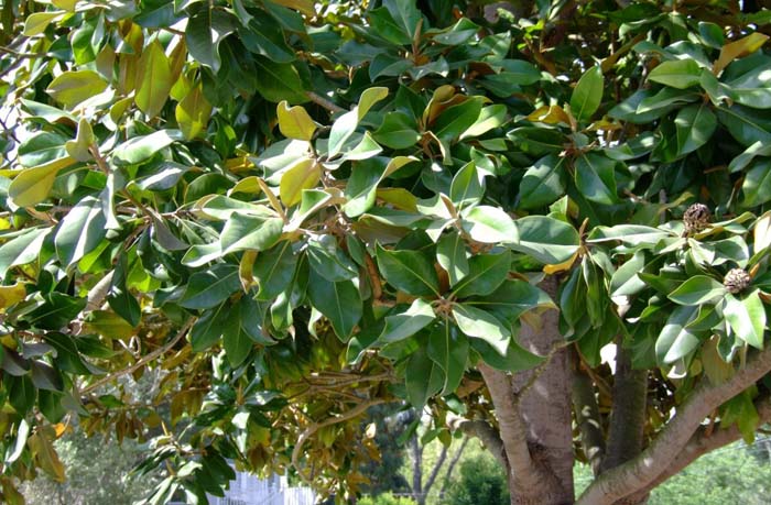 Plant photo of: Magnolia grandiflora