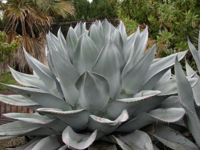 Plant photo of: Agave ovatifolia