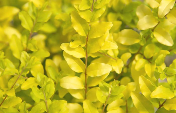 Plant photo of: Ligustrum sinense 'Sunshine'