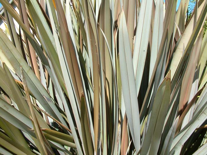 Plant photo of: Phormium tenax