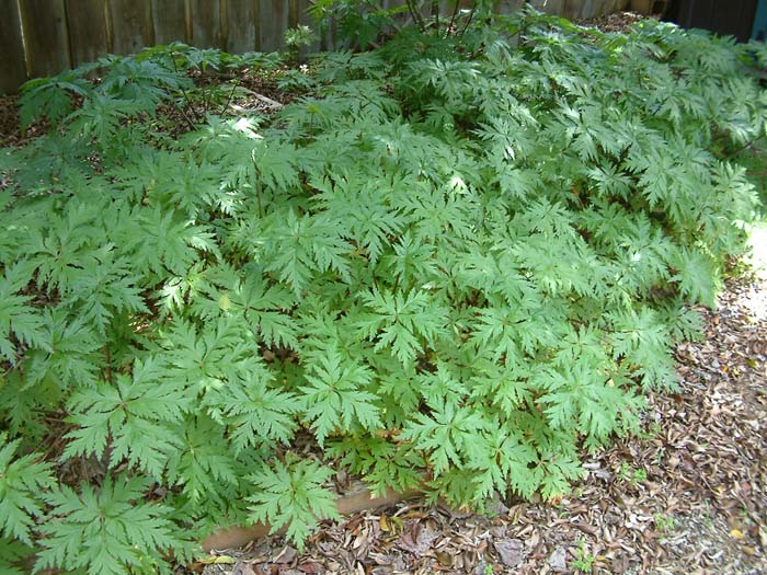 Plant photo of: Geranium maderense