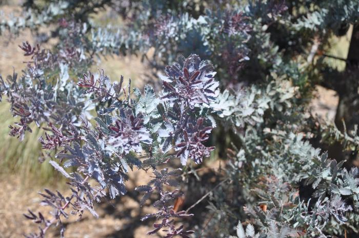 Plant photo of: Acacia baileyana 'Purpurea'