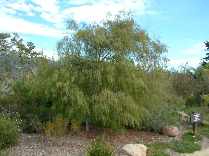 Plant photo of: Acacia cognata