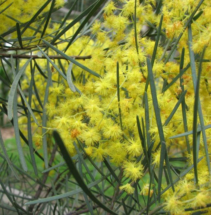 Plant photo of: Acacia cognata