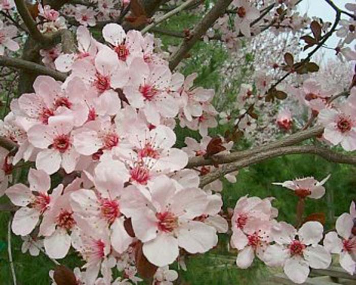 Plant photo of: Prunus cerasifera 'Krauter Vesuvius'