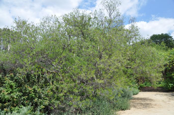 Plant photo of: Acacia longifolia