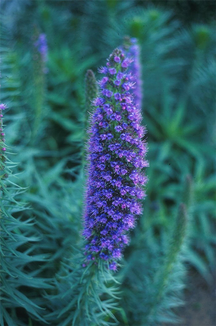 Plant photo of: Echium candicans