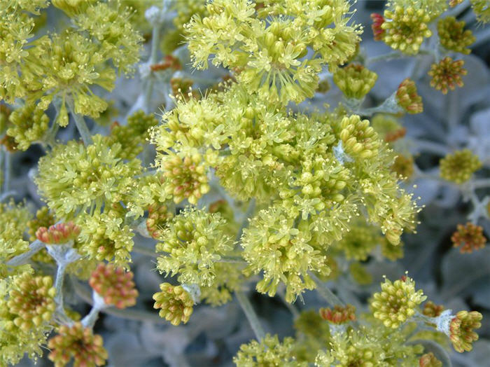 Plant photo of: Eriogonum crocatum