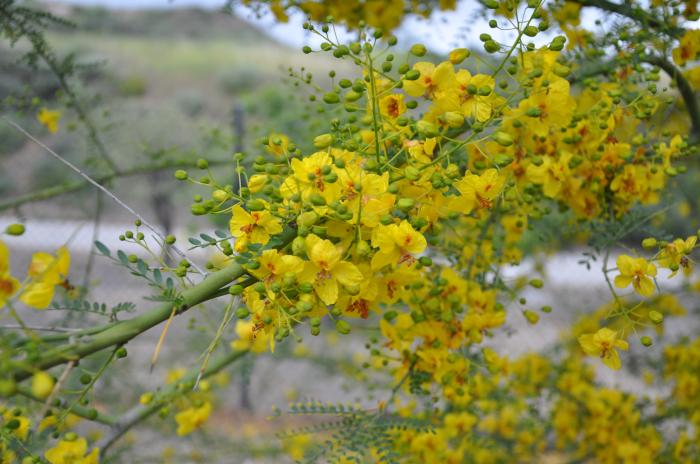 Plant photo of: Parkinsonia 'Desert  Museum'