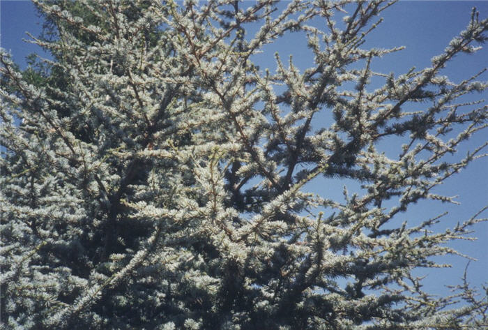 Plant photo of: Cedrus atlantica 'Glauca'