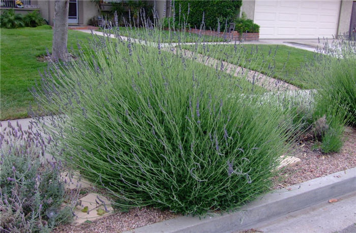 Plant photo of: Lavandula X intermedia 'Provence'