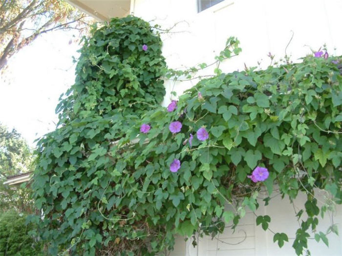 Plant photo of: Ipomoea indica