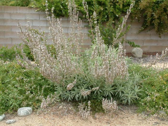 White Sage, Sacred White Sage