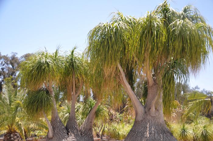 Pony Tail Palm