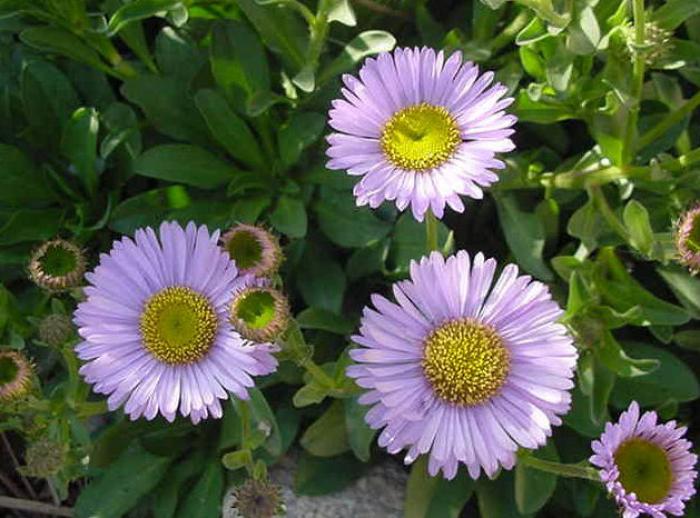 Plant photo of: Erigeron glaucus 'Wayne Roderick'