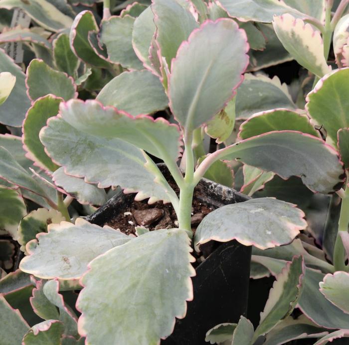 Plant photo of: Kalanchoe fedtschenkoi