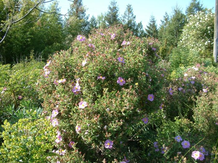 Plant photo of: Cistus crispus