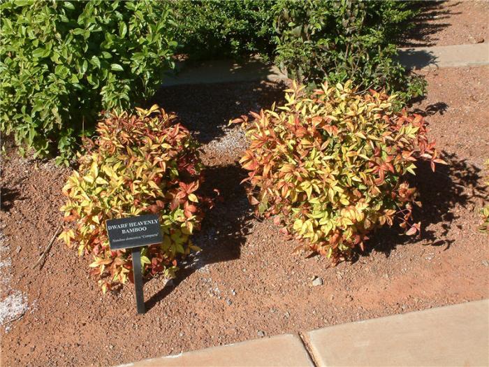 Plant photo of: Nandina domestica 'Compacta Nana'