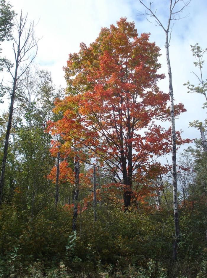 Plant photo of: Acer saccharum