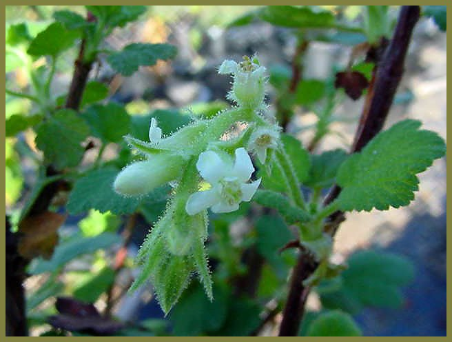 Plant photo of: Ribes indecorum