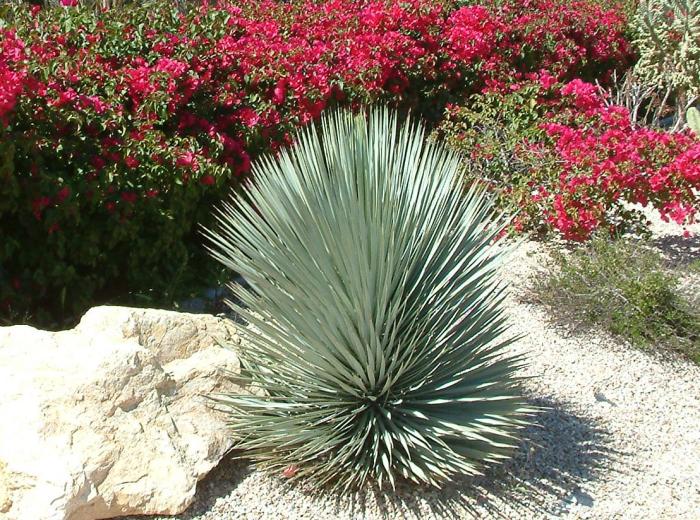 Plant photo of: Yucca rigida