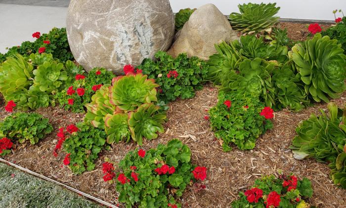 Plant photo of: Pelargonium 'Patriot Red'