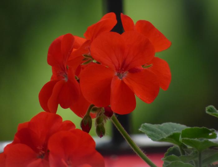 Plant photo of: Pelargonium 'Patriot Red'