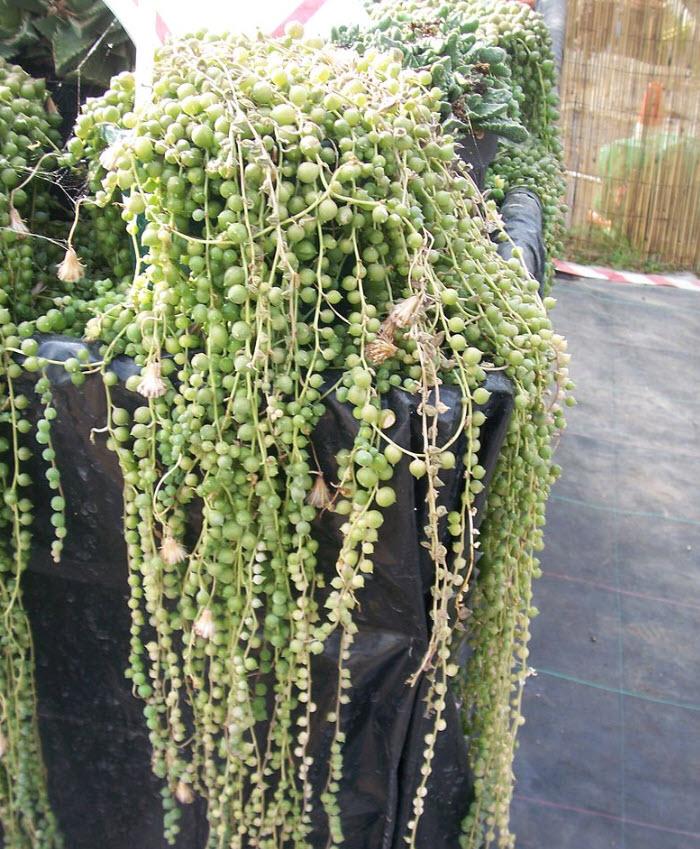 Plant photo of: Senecio rowleyanus